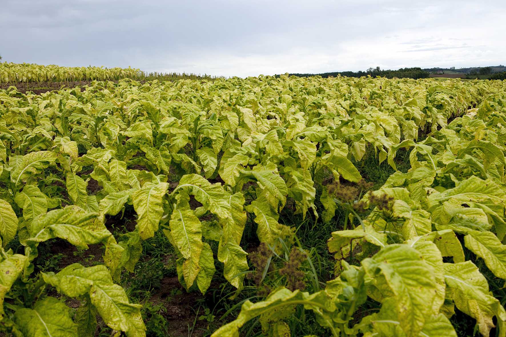 Где промышленно выращивают табак в России