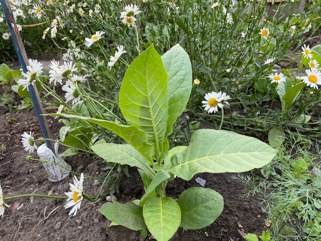 Посев семян табака на рассаду