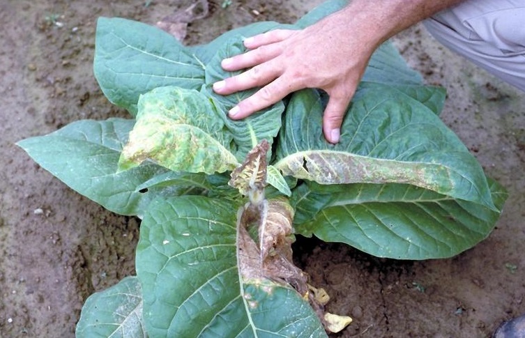 Вирус бронзовости томатов (хлороз) на табаке