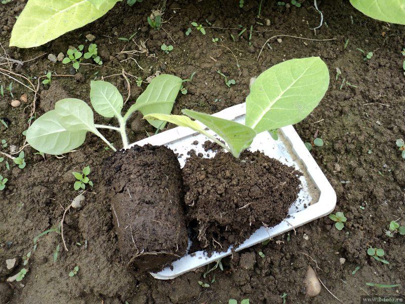 Агротехника высадки табака в открытый грунт