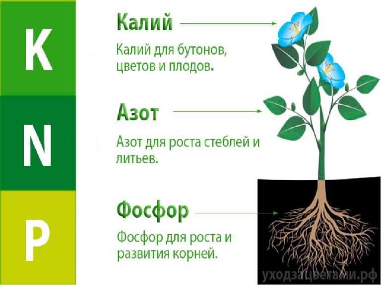 Формирование бутона. Азот для растений. Фосфор для растений. Фосфора в питании растений. Фосфор для растений для чего.