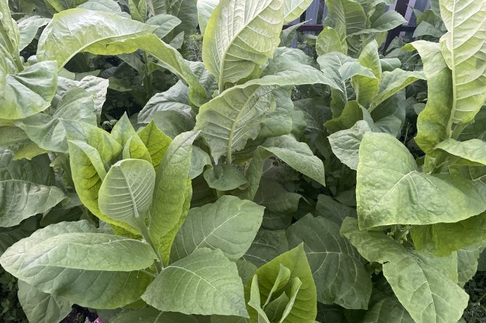 Что делать с недозрелыми зелёными (сухими) листьями табака