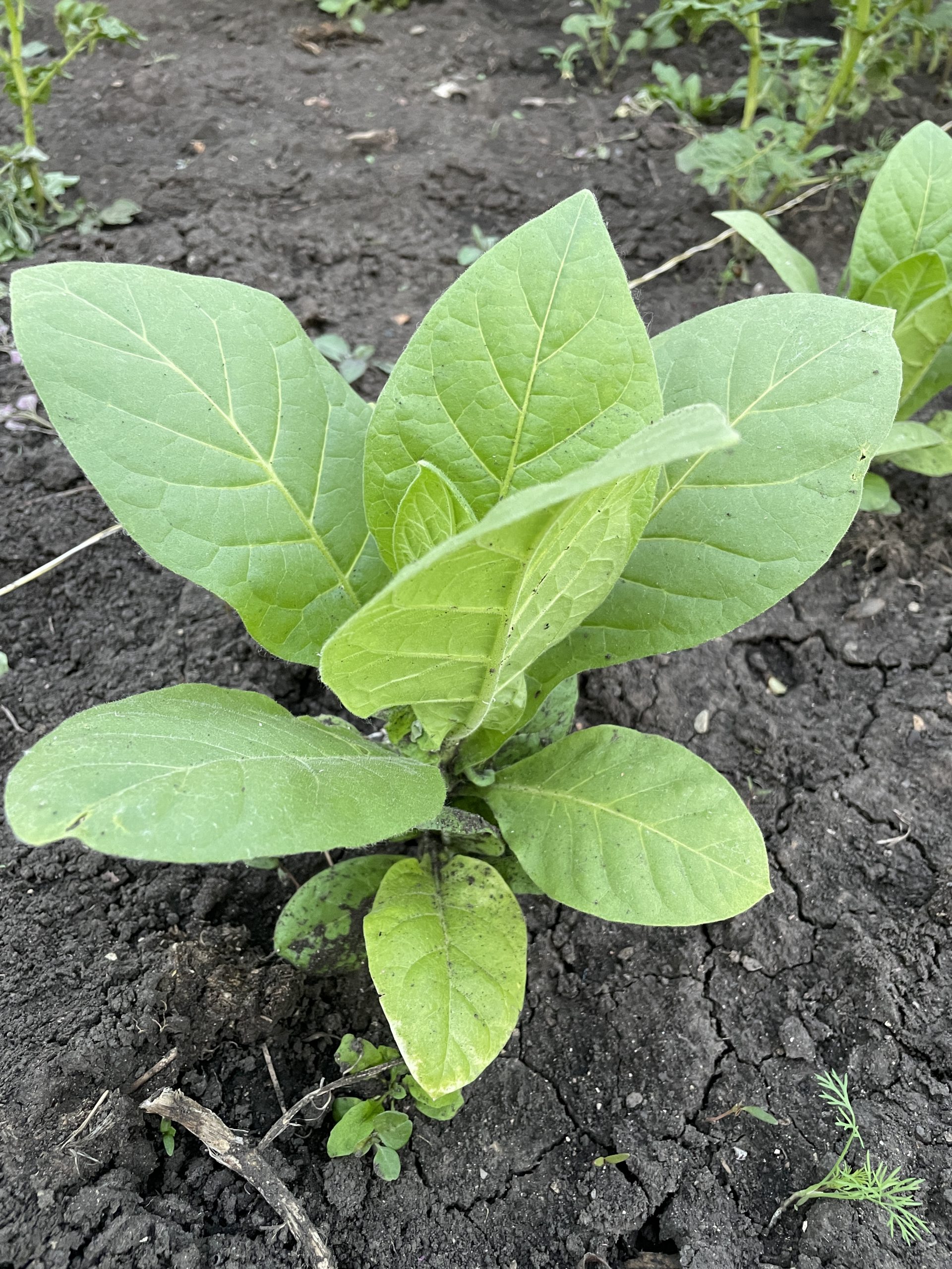 Выращивание табака на огороде