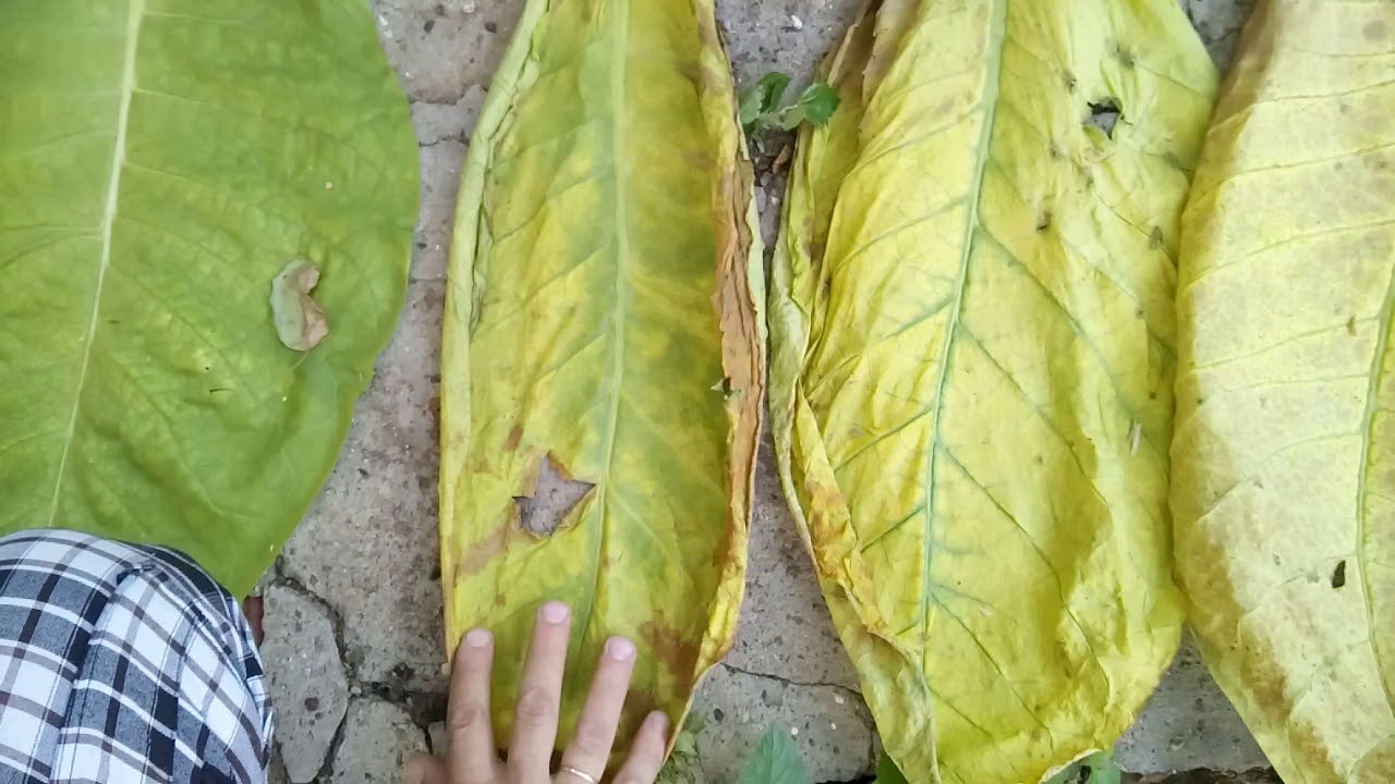 Зачем выжелчивать листья табака