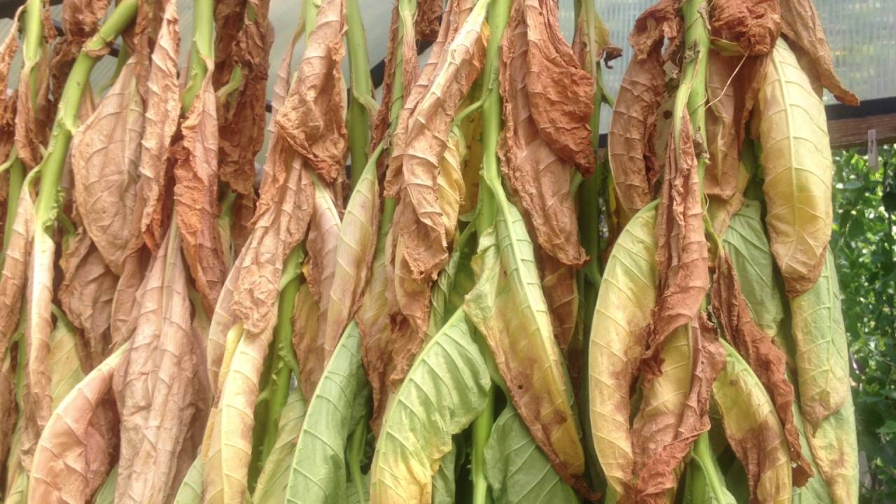 Кустовой способ сбора урожая табака