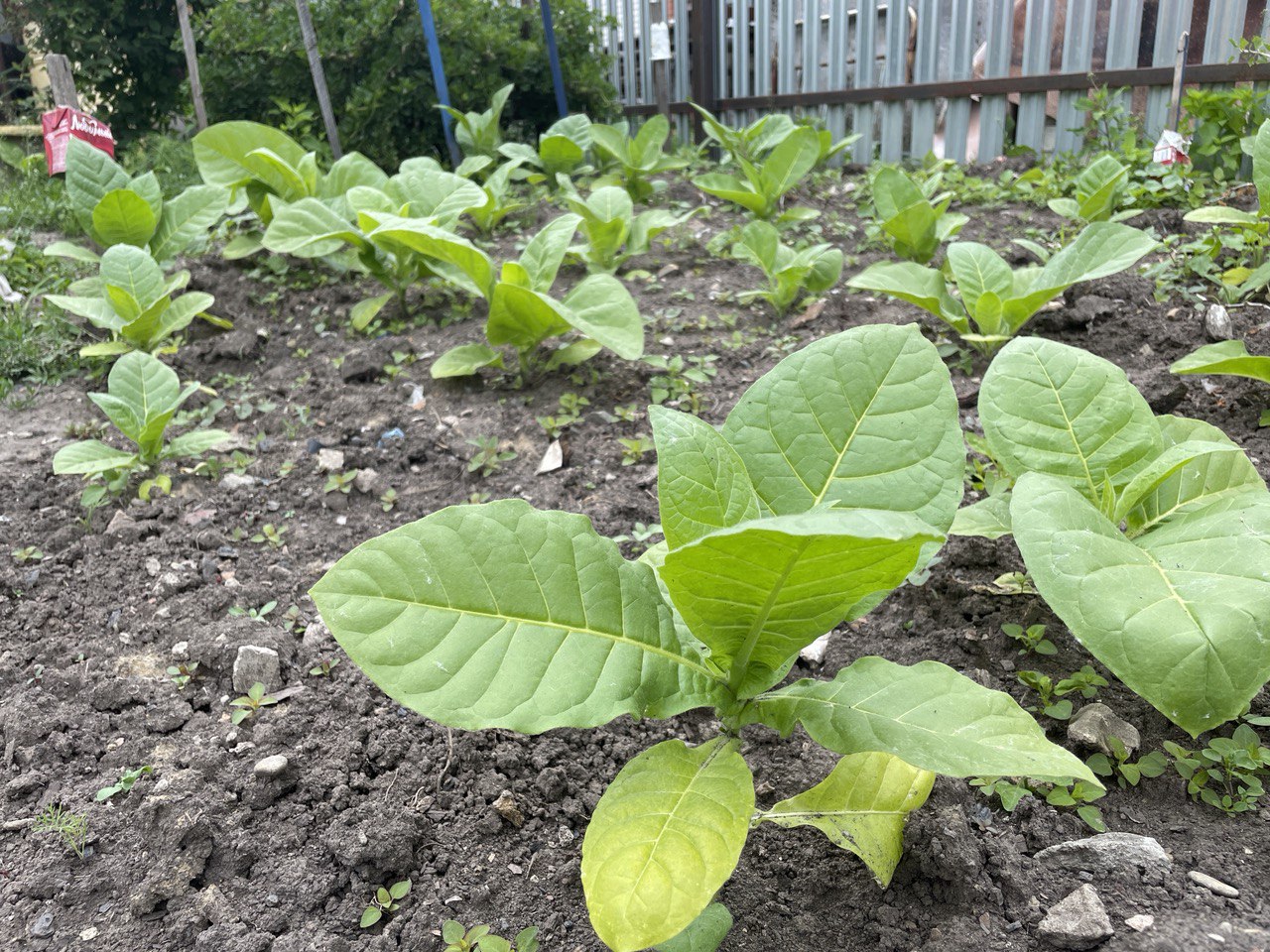 Выращивание табака на огороде для себя