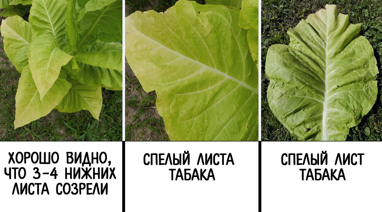 Как определить спелость листа табака