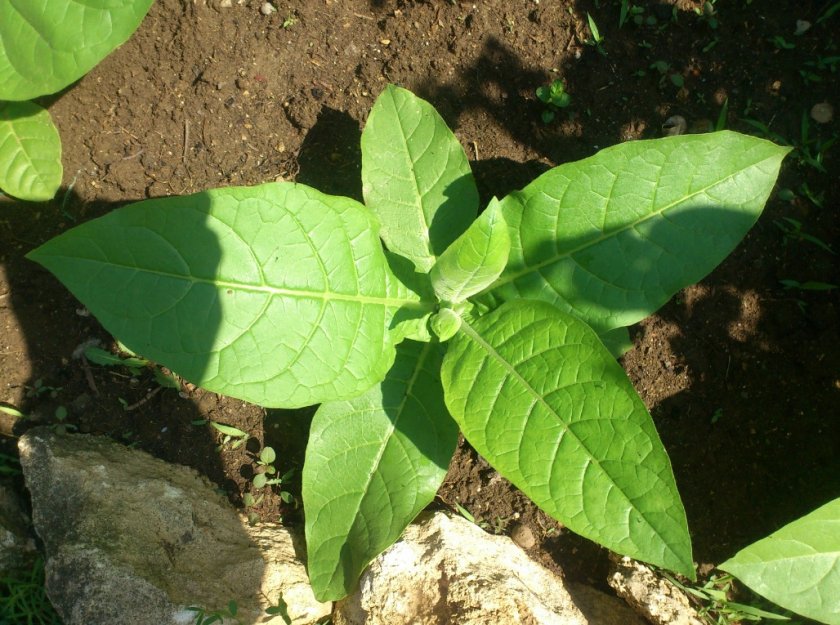 Выращивание табака Трапезонд 92
