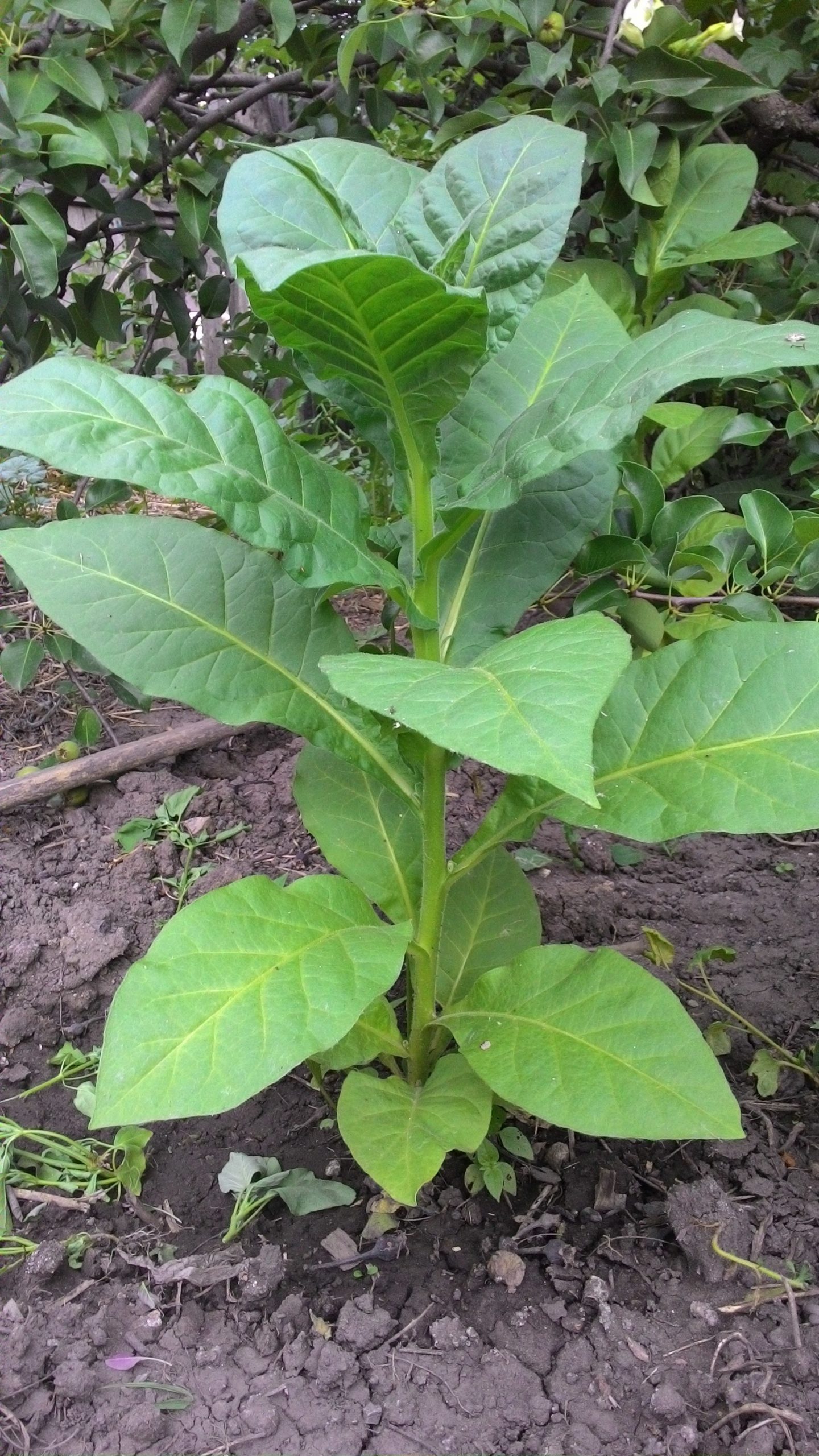 Как вырастили вирджинию. Сорт табака Вирджиния 202. Табак махорка (Nicotiana Rustica l.). Сорт табака Берли. Сорт табака Берли ку15.