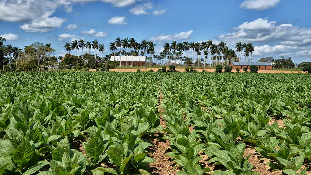 Где выращивают табак Гавана