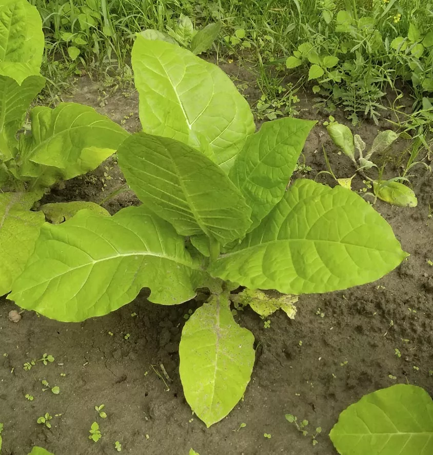 Выращивание табака Символ 4 из семян