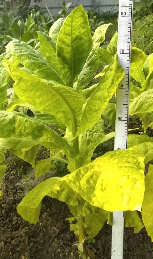 Выращивание табака Символ 4 из семян