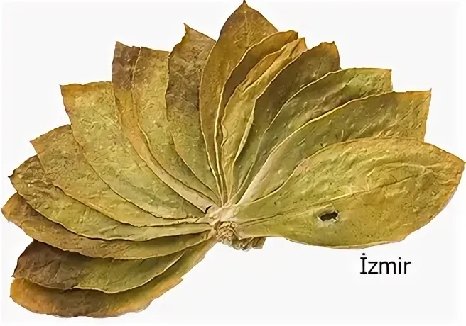 Табак Измир (Izmir) - характеристика и описание
