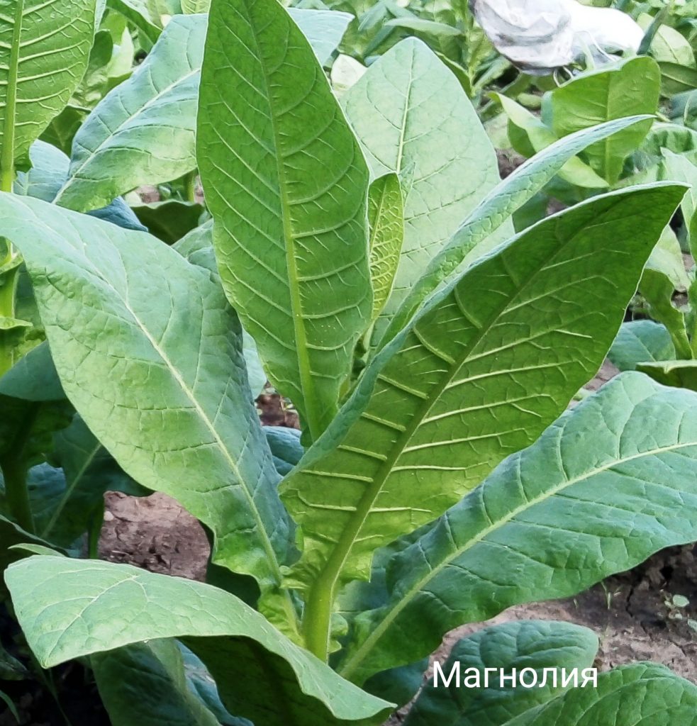 Табак Magnolia (Манголия)