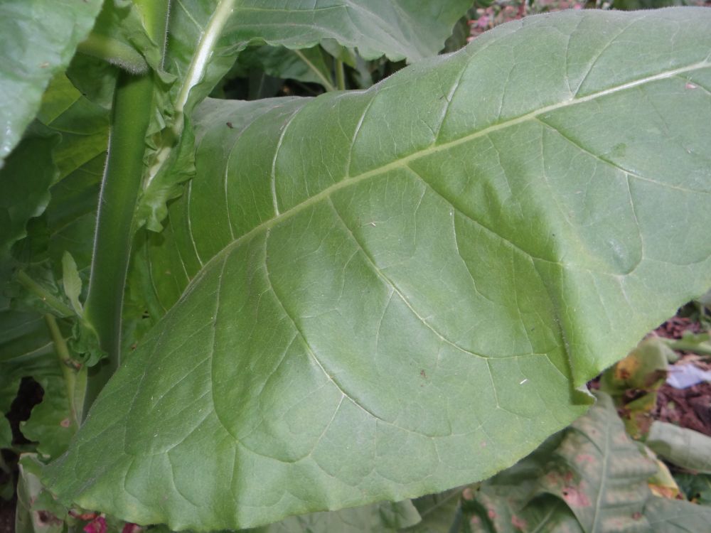 Табак Lancaster Seed leaf