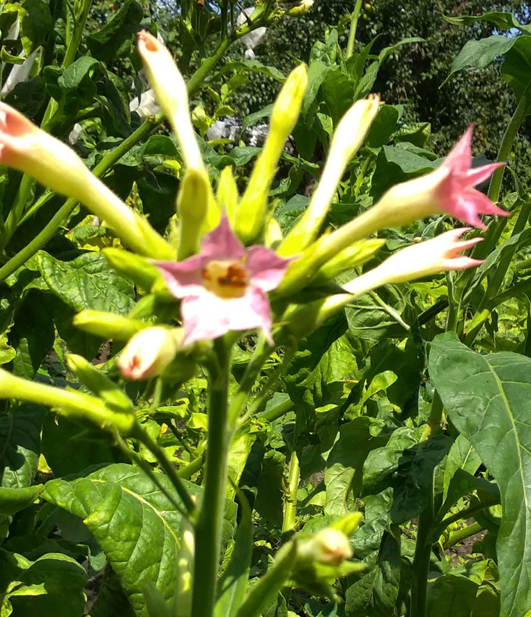 Chileno Grande Amarillo (Большой Желтый Чилийский)