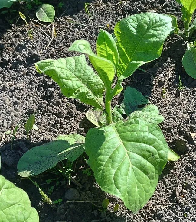 Сорт табака Lancaster Seedleaf