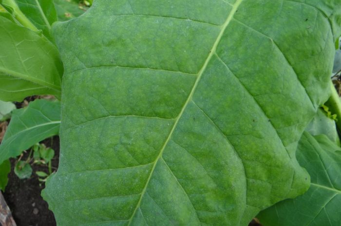 Kupchonos Connecticut Broadleaf