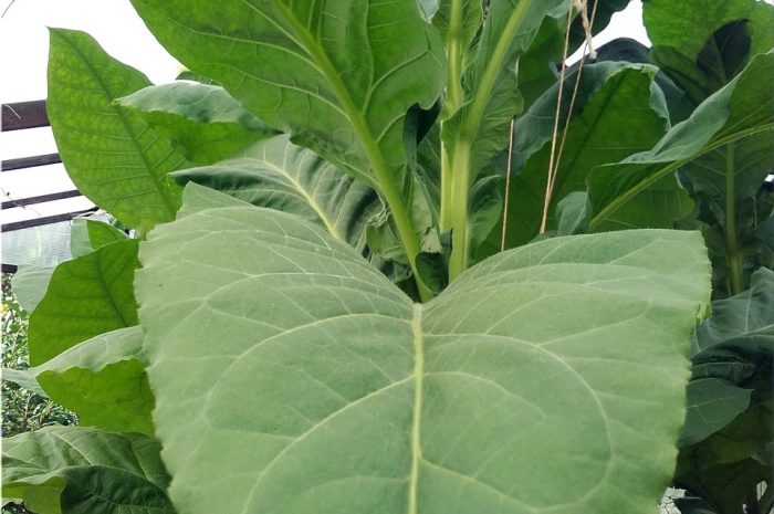Walkers Broad Leaf