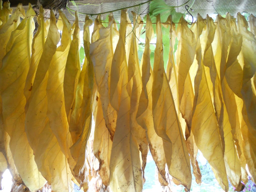 Сорт табака Bolivian Criollo Black